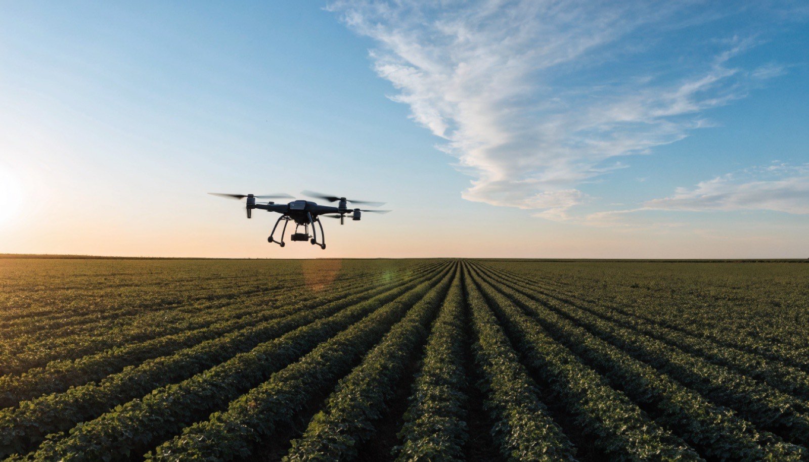 Drone sobrevoando plantação