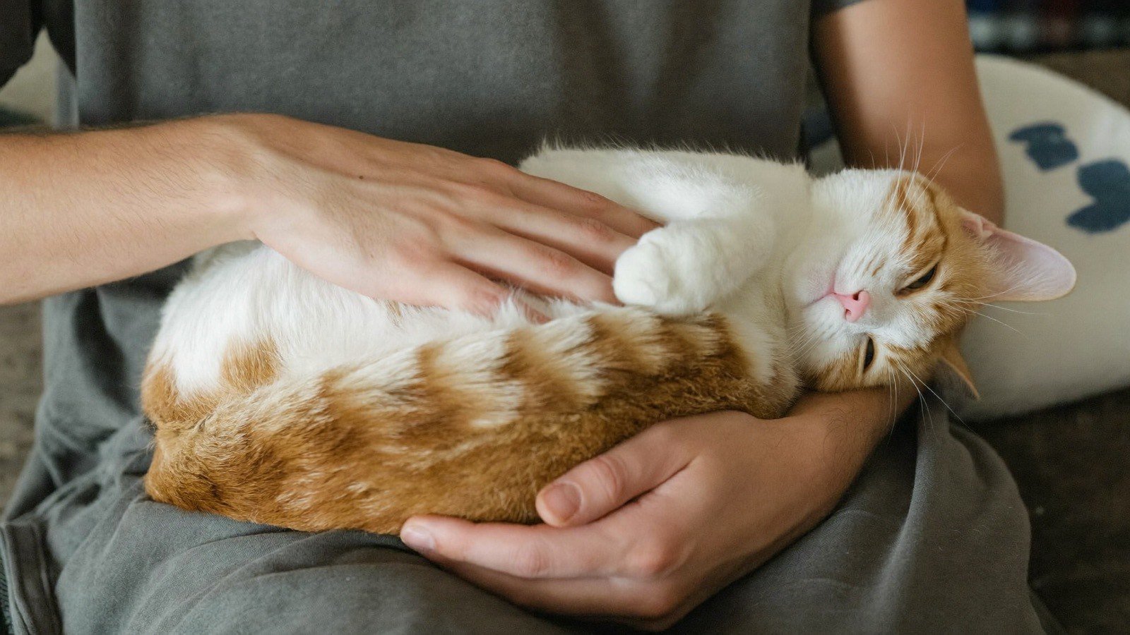 Close de mãos acariciando um gato no colo