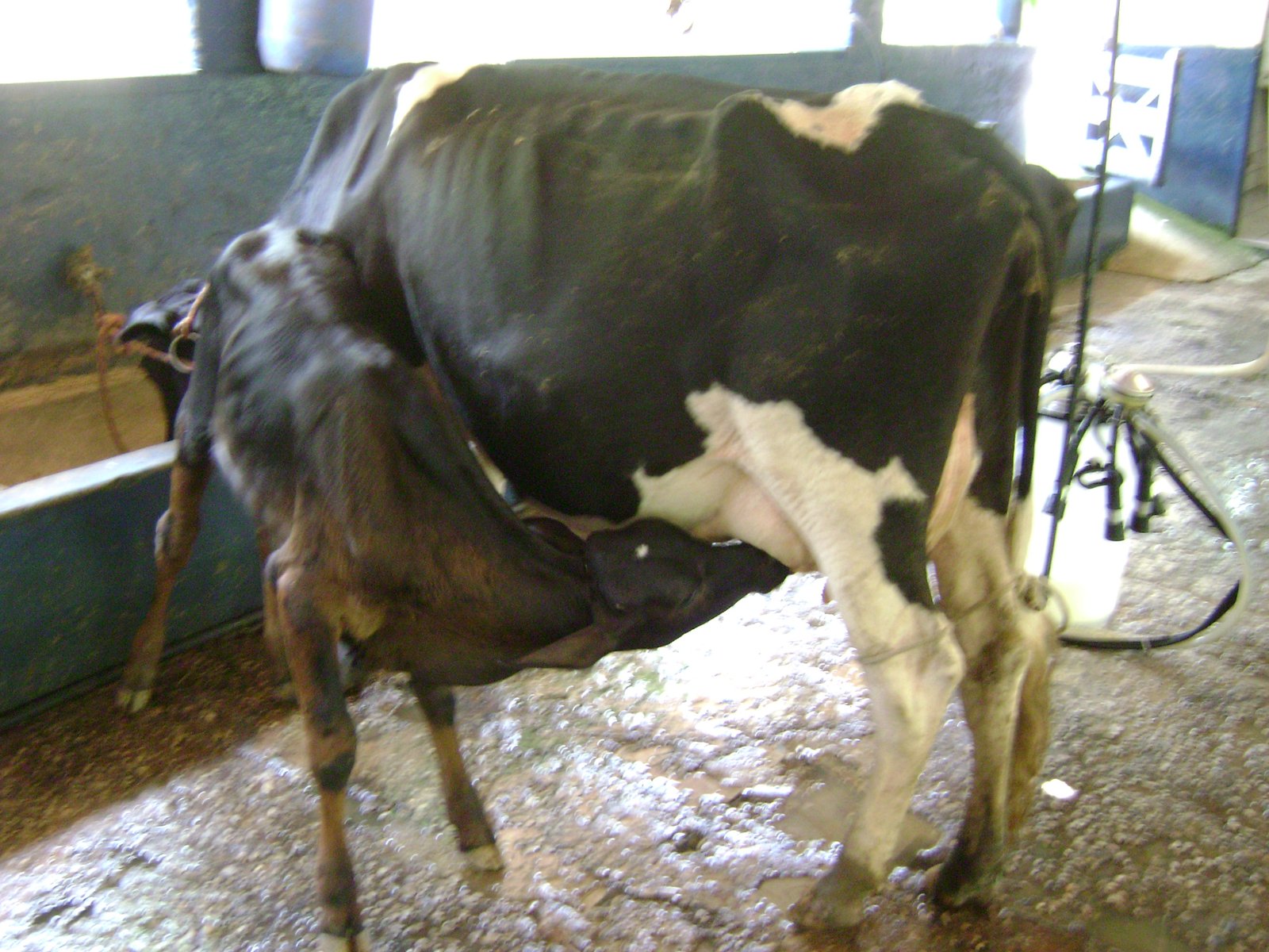 Bezerro mamando em vaca no pasto (Wikimedia Commons, CC BY 3.0)