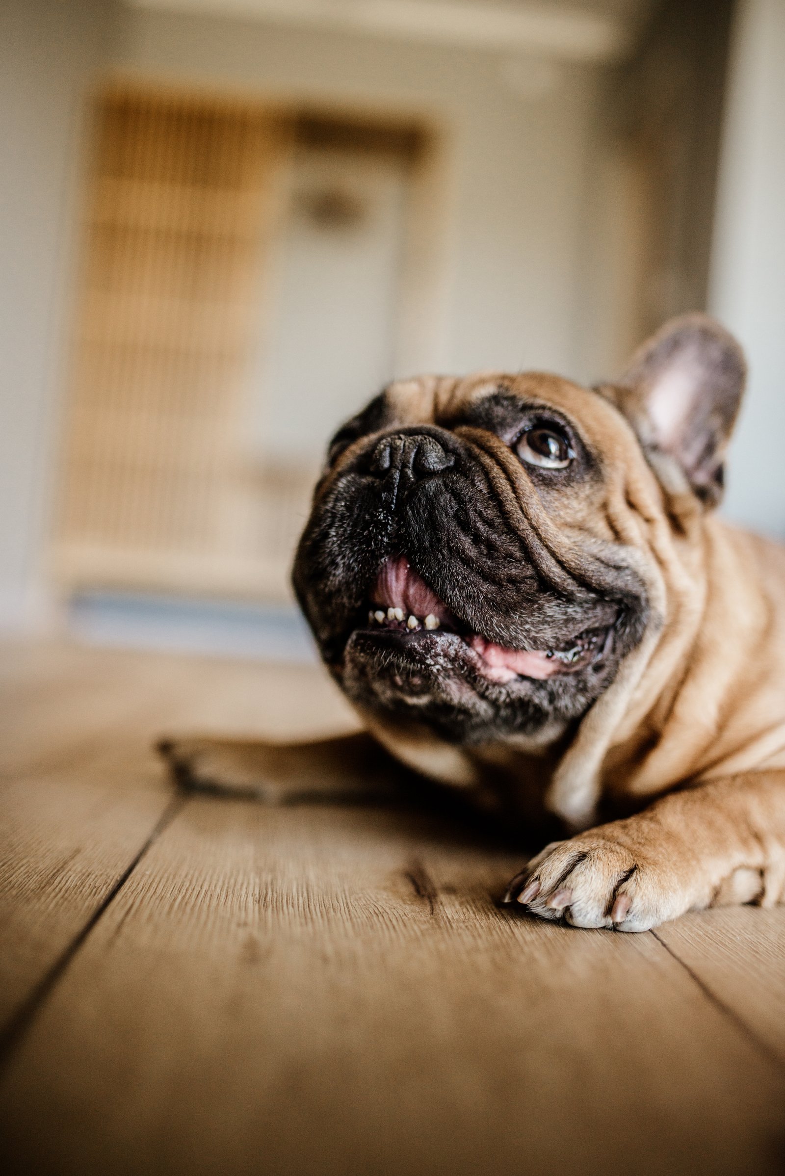Buldogue francês deitado no chão de madeira em ambiente doméstico (Foto: Nenad Stojkovic/Wikimedia Commons, CC BY 2.0)