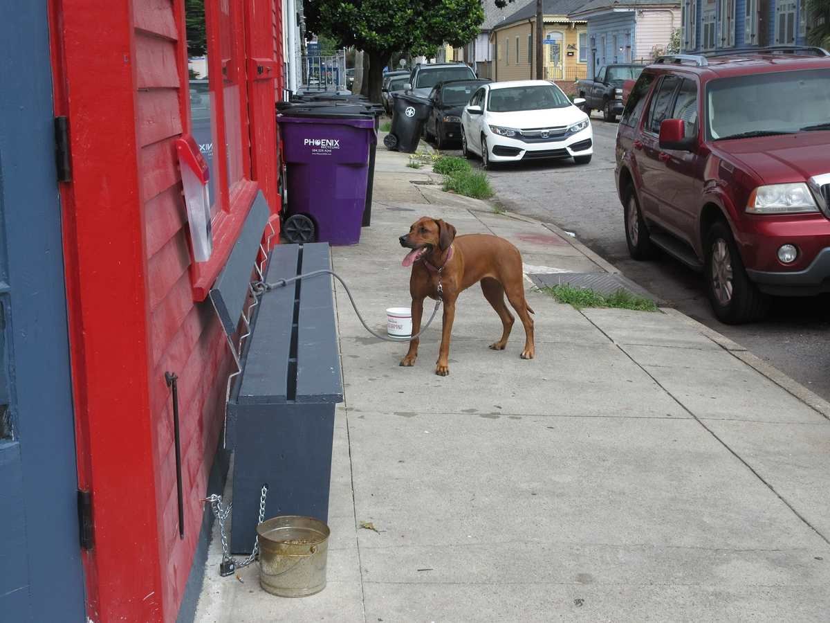 Cachorro de guia presa ao banco na calçada de uma padaria, com pote de água ao lado (Foto: Infrogmation of New Orleans/Wikimedia Commons, CC BY-SA 4.0)