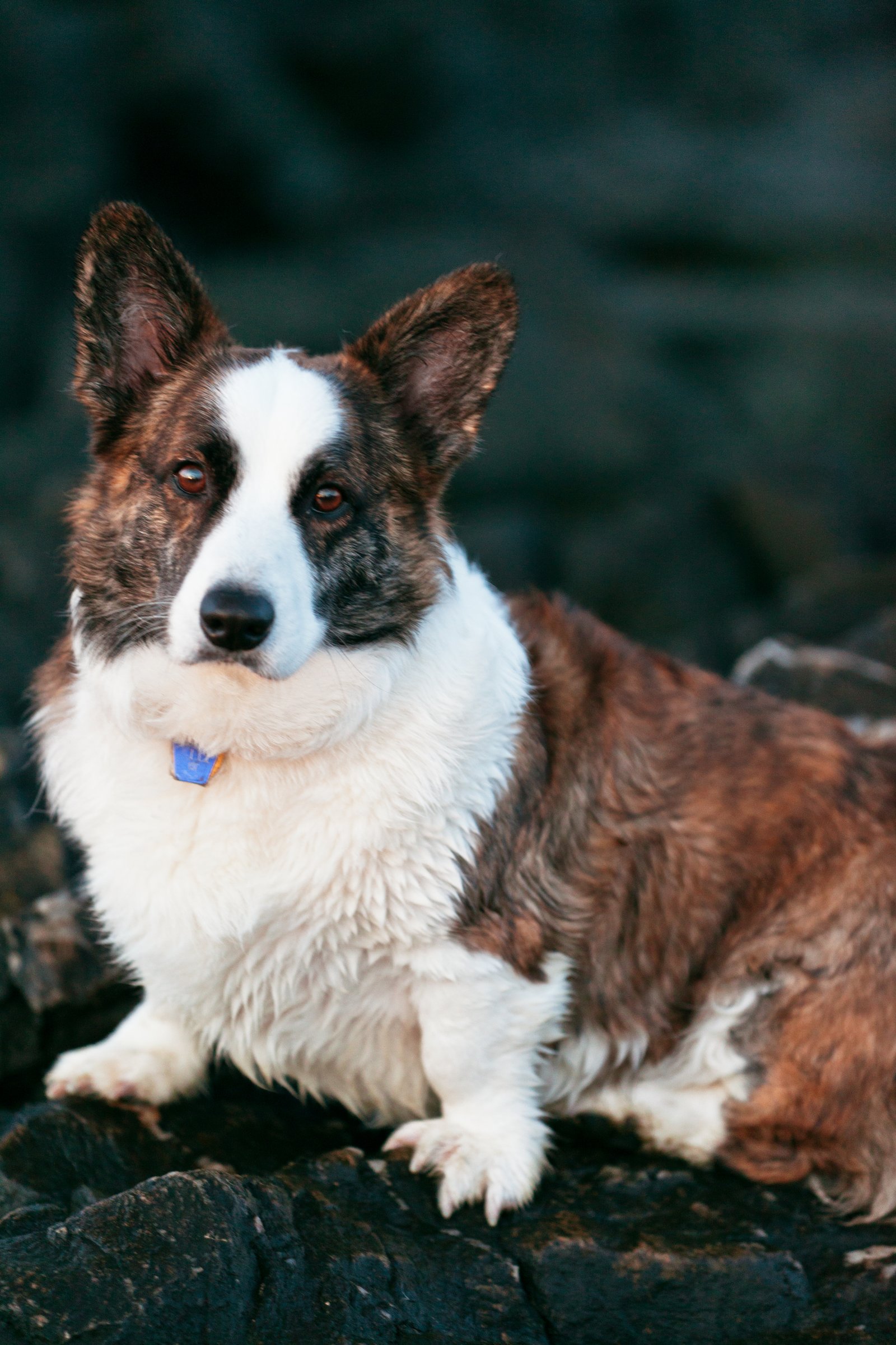 Cachorro corgi cardigan com coleira, olhando para a câmera (Foto: FatFairfax/Wikimedia Commons, CC BY-SA 3.0)