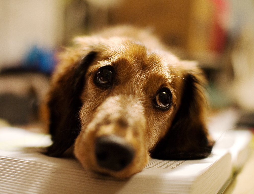 Cachorro salsicha de pelo longo com o focinho apoiado em uma superfície (Foto: Dan Bennett/Wikimedia Commons, CC BY 2.0)