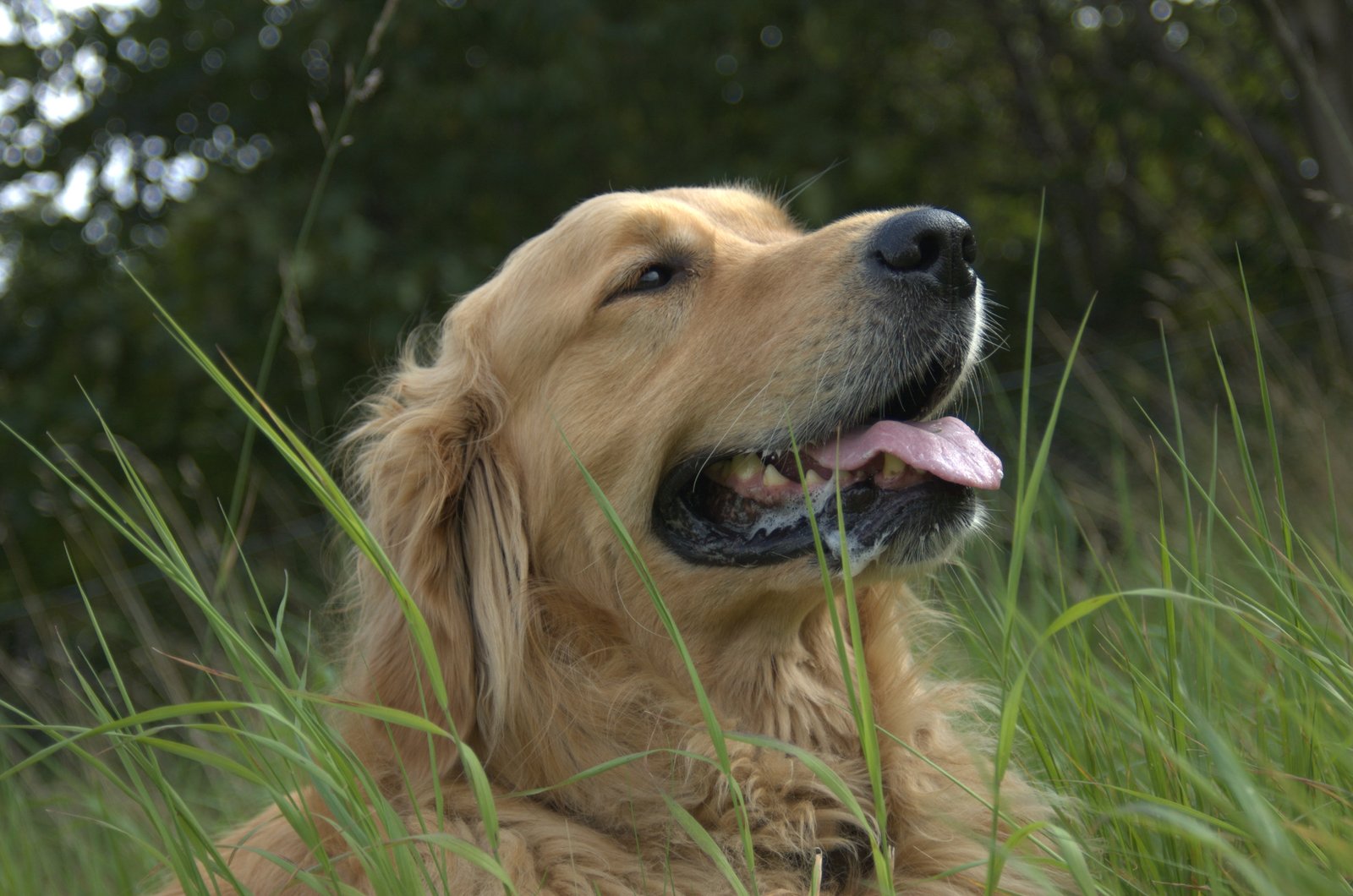 Golden retriever deitado na grama com a língua de fora (Foto: Vetman212/Wikimedia Commons, CC BY-SA 4.0)