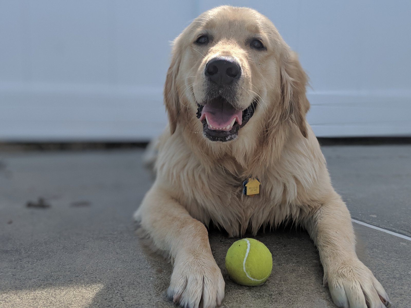 Golden retriever sorridente deitado com uma bola de tênis (Foto: Doriguzzi/Wikimedia Commons, CC BY 4.0)