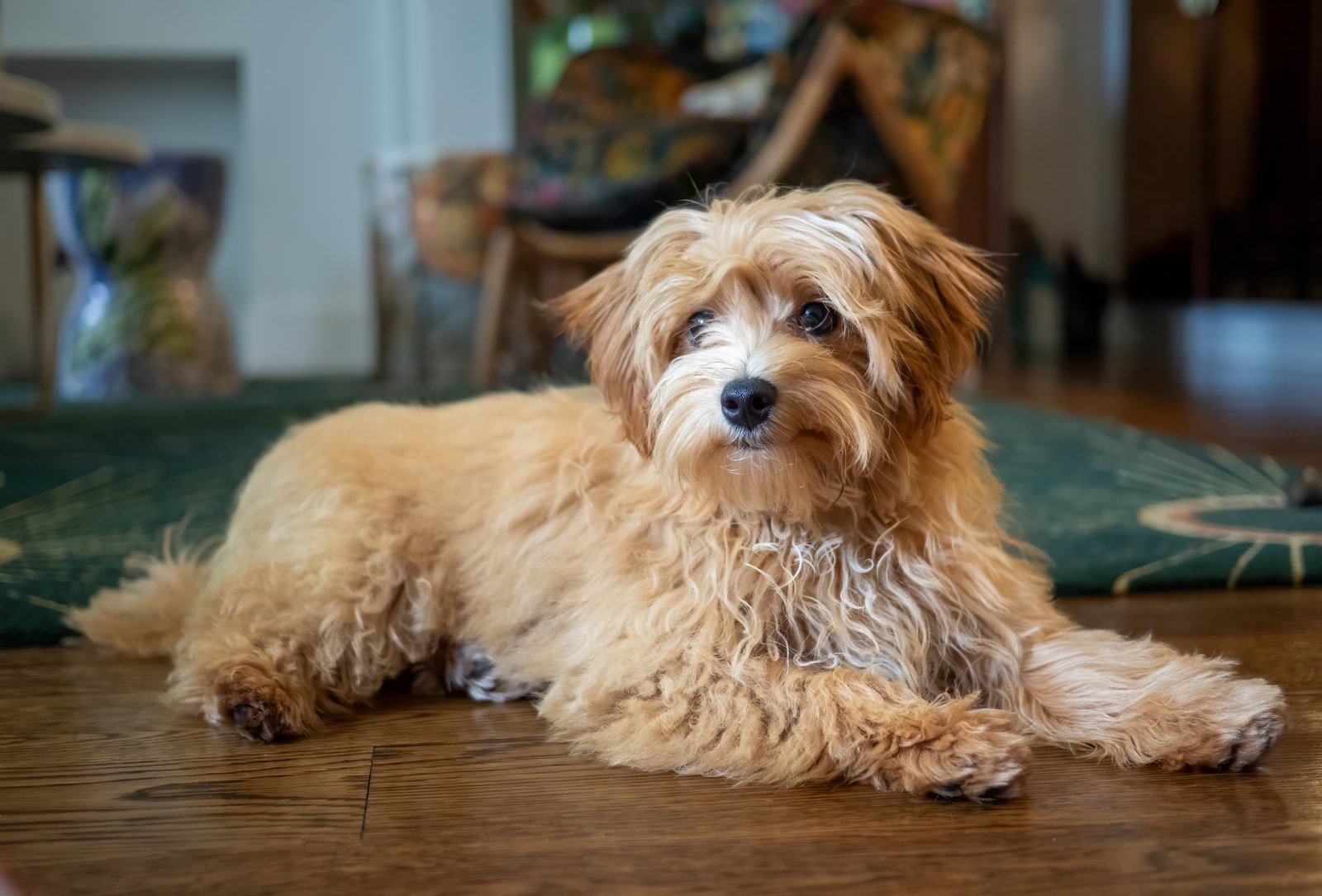 Cachorro maltipoo de pelo caramelo deitado no chão de madeira (Foto: Rhododendrites/Wikimedia Commons, CC BY-SA 4.0)