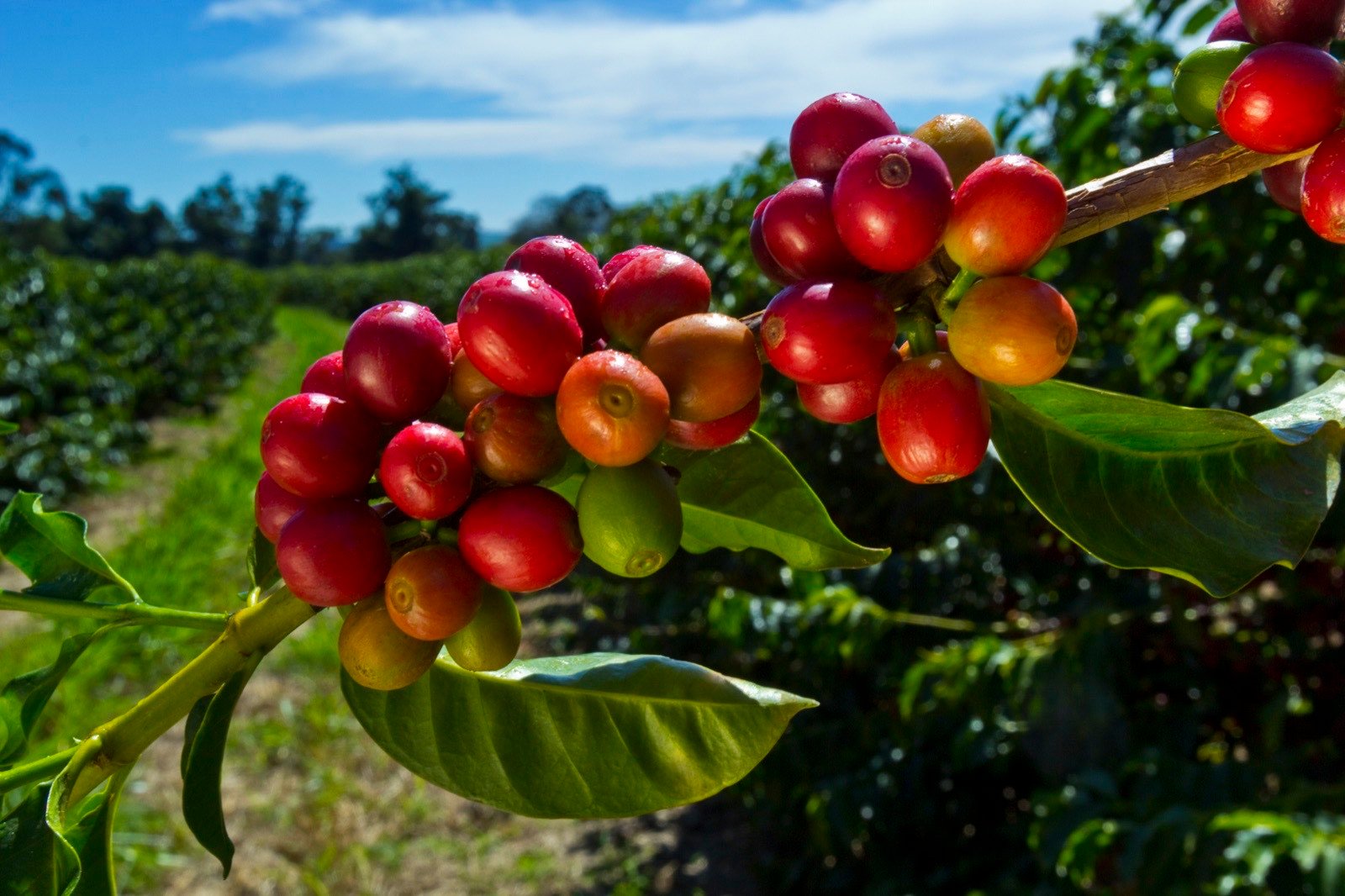 Grãos de café maduros em ramo de cafeeiro, com plantação ao fundo sob céu azul