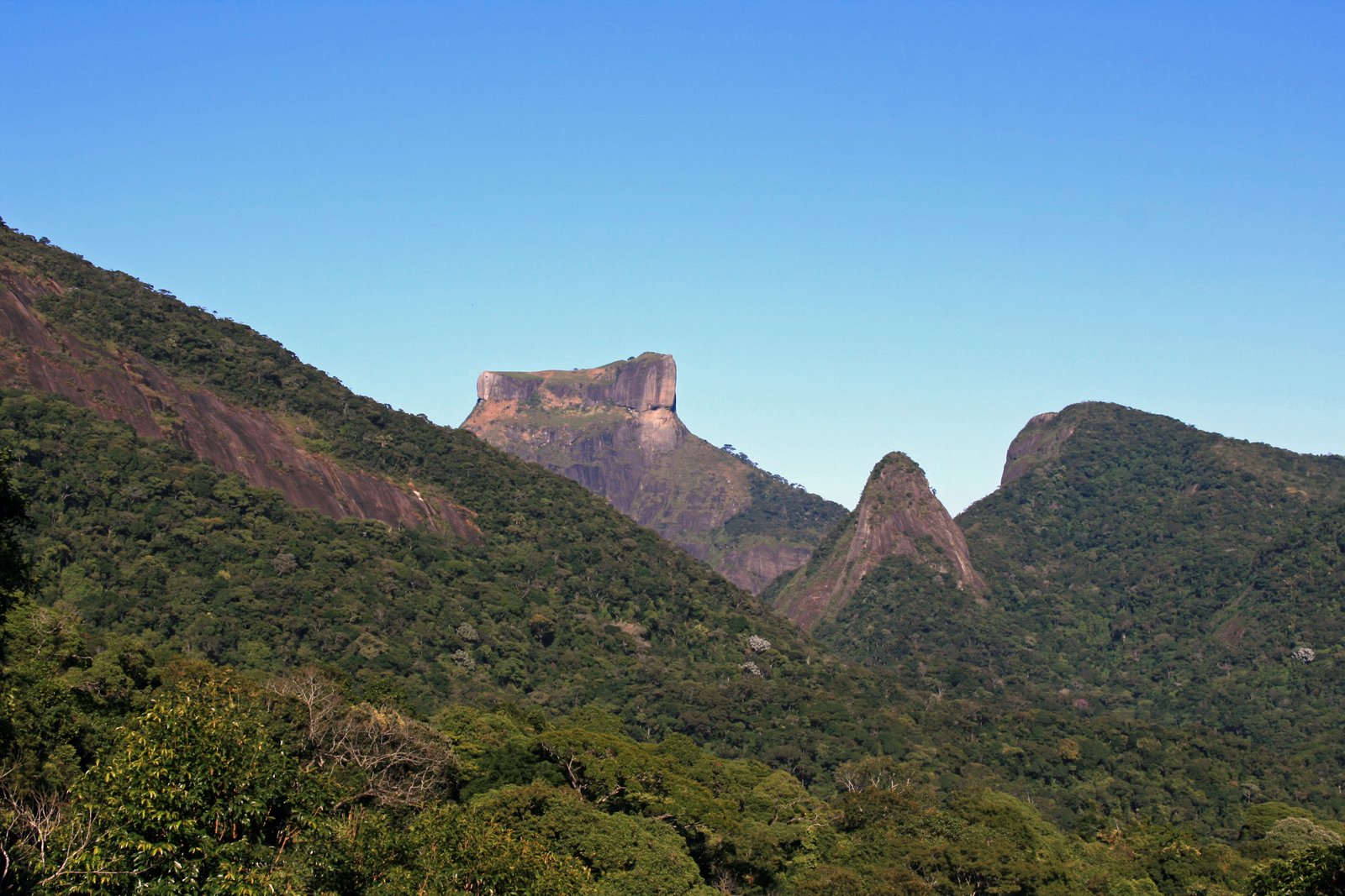 Vegetação do Parque Nacional da Tijuca, Rio de Janeiro (Foto: Wikimedia Commons, CC BY-SA 3.0)