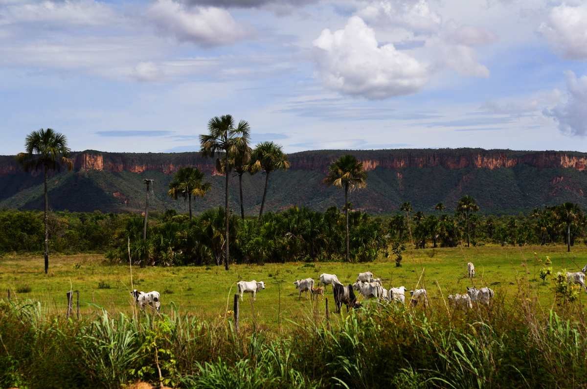 Rebanho de gado Nelore pastando em fazenda de Goiás, com serra ao fundo em dia ensolarado