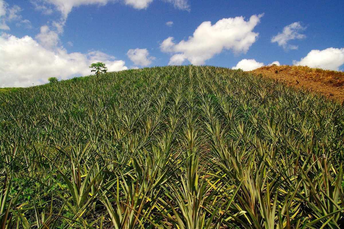 Plantação de abacaxi em área de fruticultura irrigada no Rio Grande do Norte (Foto: Otávio Nogueira/Wikimedia Commons, CC BY 2.0)