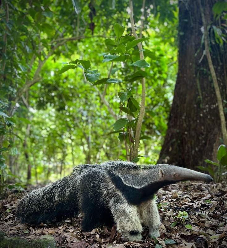 Tamanduá-bandeira caminhando entre folhas secas em área de mata, com vegetação verde ao fundo sob luz de dia