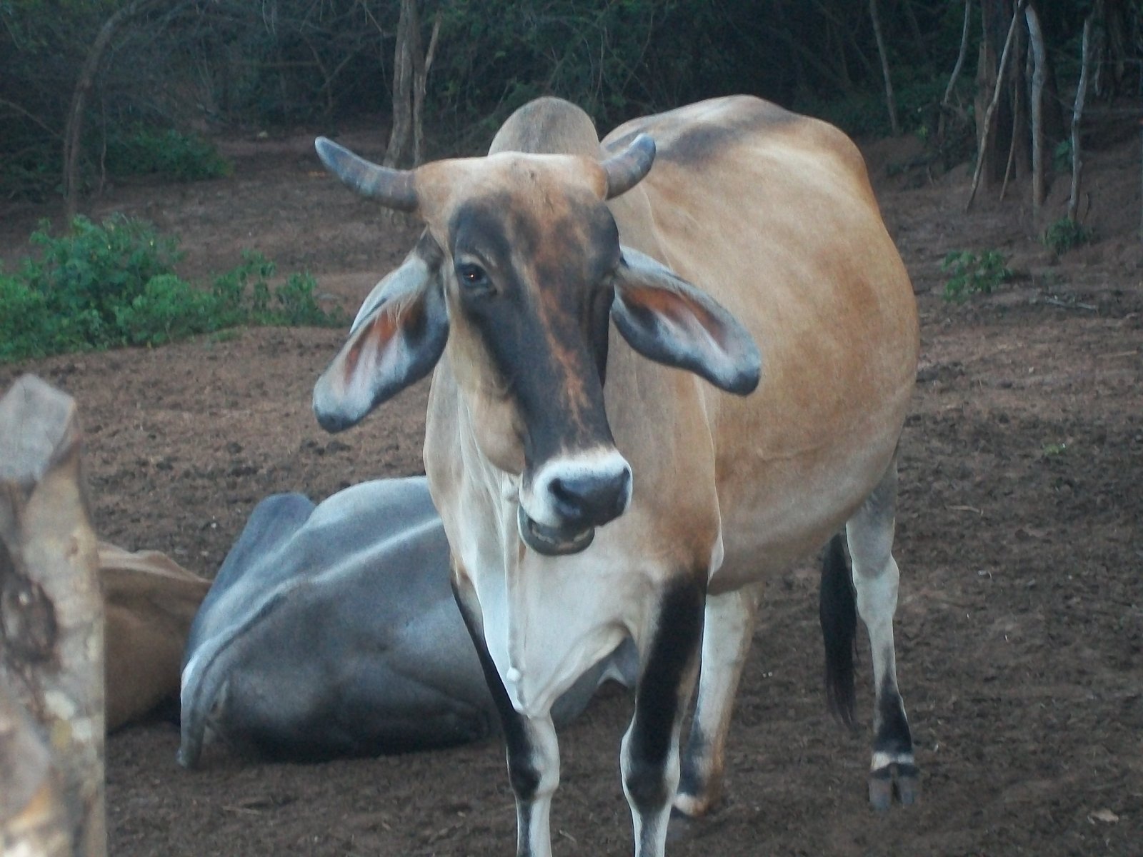 Vaca leiteira em fazenda na Bahia (Wikimedia Commons, CC BY-SA 3.0)